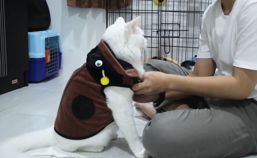 Gemas! Ini Aksesoris Lucu untuk Kucing Peliharaan, Mulai dari Baju