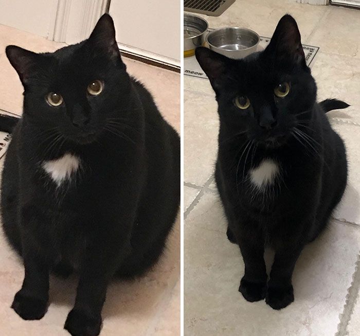 Menggemaskan! Inilah Potret Kucing Obesitas yang Berhasil Diet