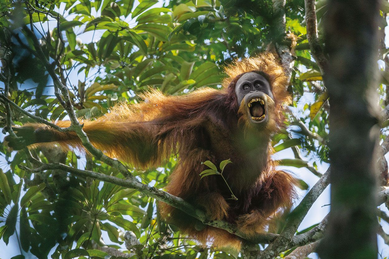 Amukan Orangutan Sumatra - National Geographic