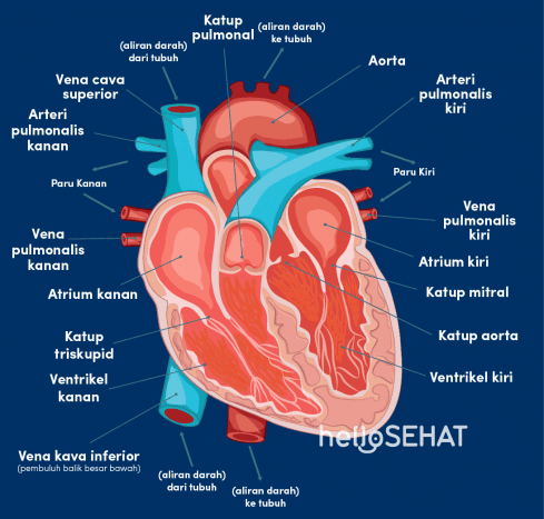 Kemampuan jantung memompa darah untuk menyuplai oksigen ke seluruh tubuh dengan cepat dalam jangka waktu lama disebut