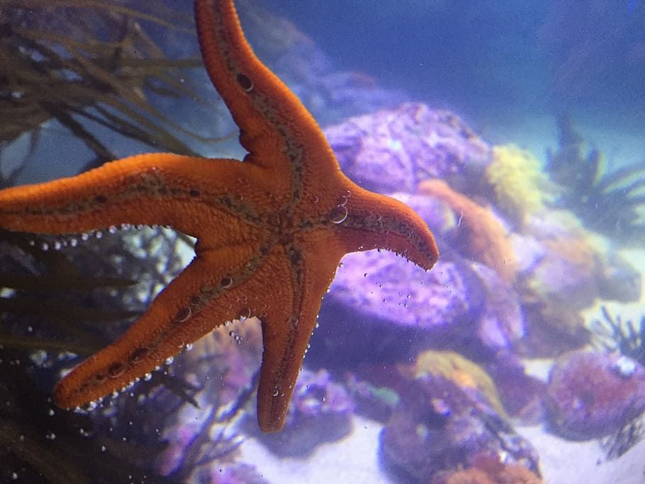  Bintang  Laut  Cacing Planaria Berkembang Biak Dengan Cara 
