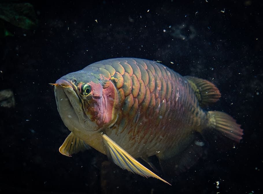 Jenis Jenis Hewan Vertebrata Kelompok Hewan Yang Memiliki Tulang Belakang