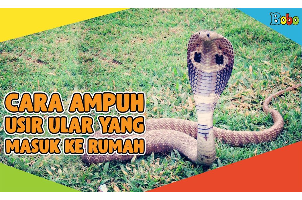 Bukan Dengan Garam Ini Cara Ampuh Usir Ular Yang Masuk Ke Rumah Bobo Bukan Dengan Garam Ini Cara Ampuh Usir Ular Yang Masuk Ke Rumah Bobo