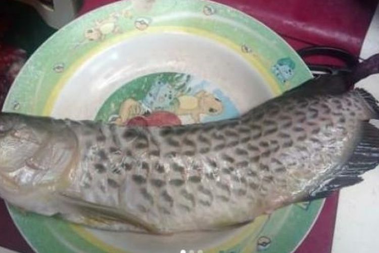 Viral Cerita Pria Patah Hati Ikan Arwana Harga 2 Juta Miliknya Digoreng Sang Ayah Ternyata Selain Jadi Ikan Hias Paling Mahal Di Dunia Ada Beragam Fakta Unik Ikan Berjuluk Dragon Fish Ini Viral Cerita Pria Patah Hati Ikan Arwana Harga 2 Juta Miliknya Digoreng Sang Ayah Ternyata Selain Jadi Ikan Hias Paling Mahal Di Dunia Ada Beragam Fakta Unik Ikan Berjuluk Dragon Fish Ini