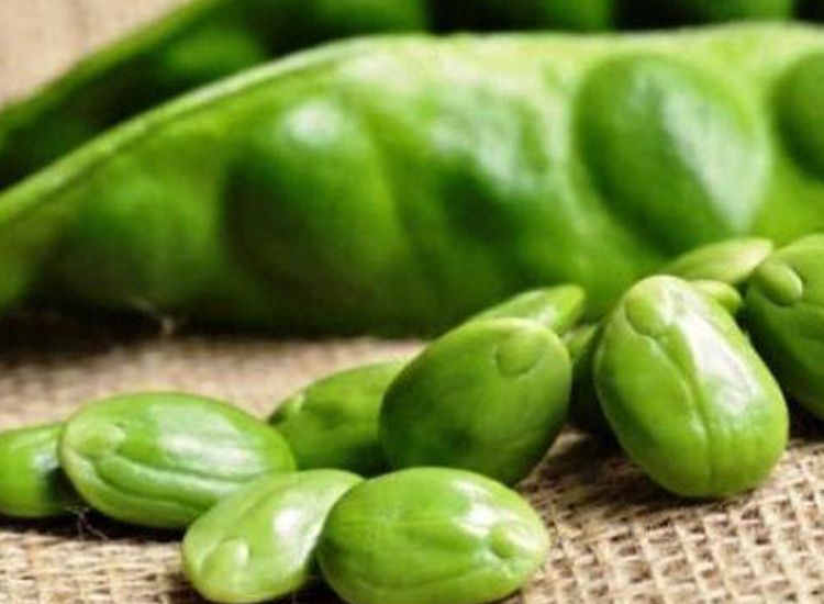 6 Dampak Mengerikan Yang Bisa Dialami Mereka Yang Suka Makan Petai Makanan Favorit Indonesia Semua Halaman Grid Health 6 Dampak Mengerikan Yang Bisa Dialami Mereka Yang Suka Makan Petai Makanan Favorit Indonesia Semua Halaman Grid Health