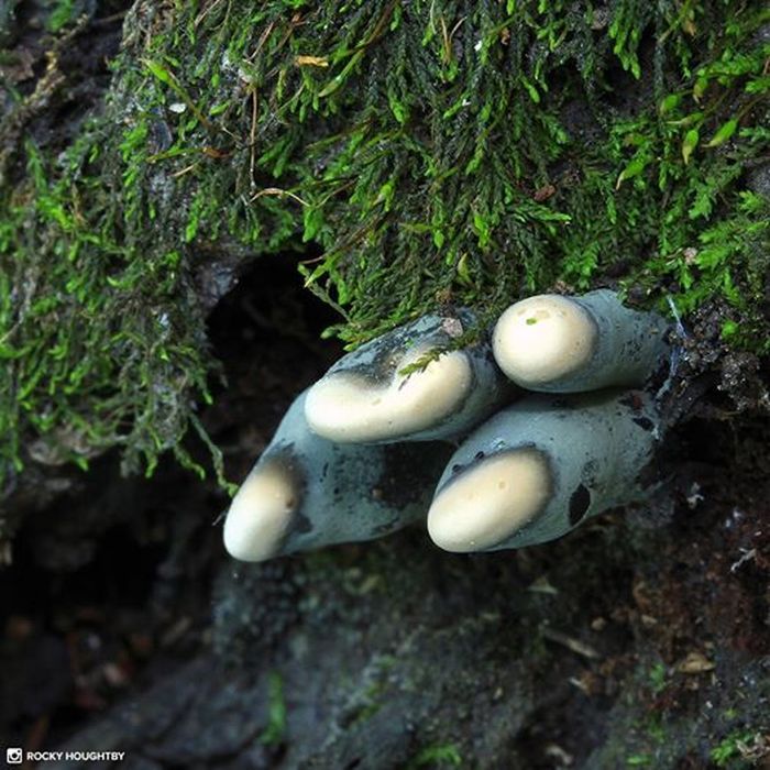 Viral Foto Seram Mirip Jari Kaki Zombie Di Internet Ini Fakta Sebenarnya Semua Halaman Hai