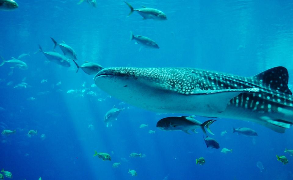 620 Koleksi Ikan Air Laut Banyak Minum Sedikit Urine Gratis