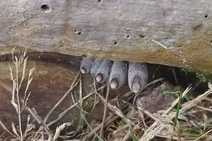 Viral Foto Seram Mirip Jari Kaki Zombie Di Internet Ini Fakta Sebenarnya Semua Halaman Hai