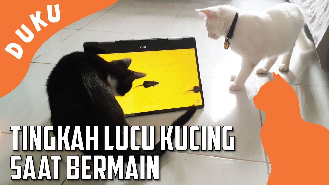 Melihat Tingkah Lucu Kucing Yang Ternyata Memberikan Dampak Positif Kids