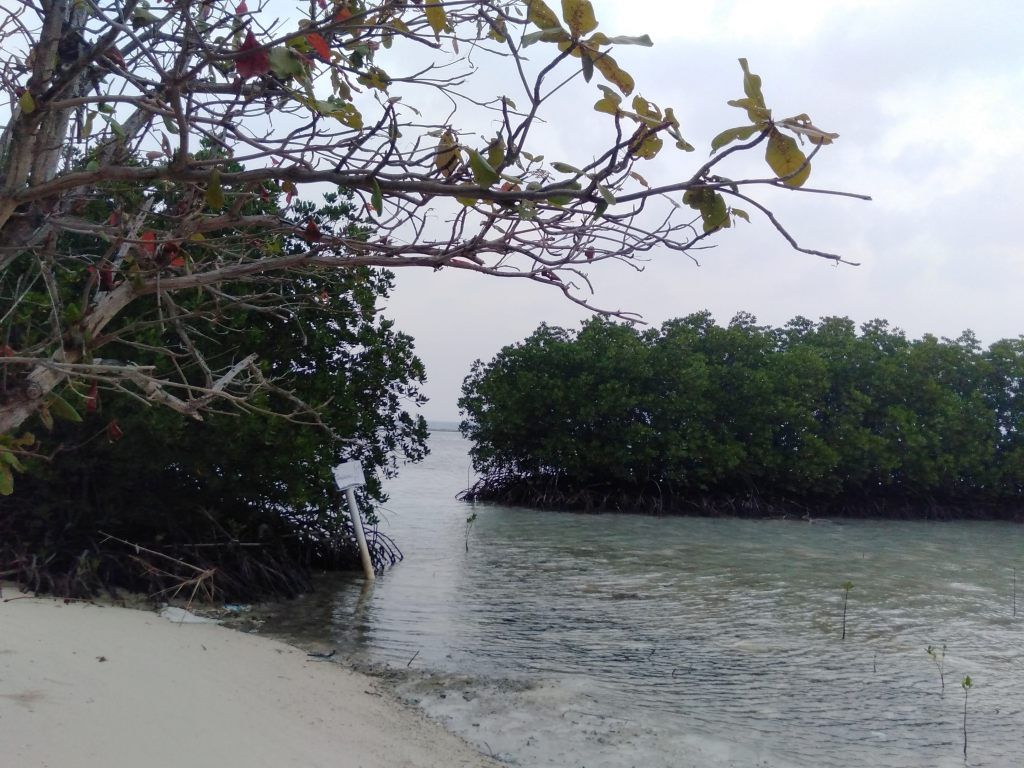 Hutan Bakau Di Pesisir Pantai Penjaga Pantai Dari Pengikisan Air Laut Semua Halaman Bobo