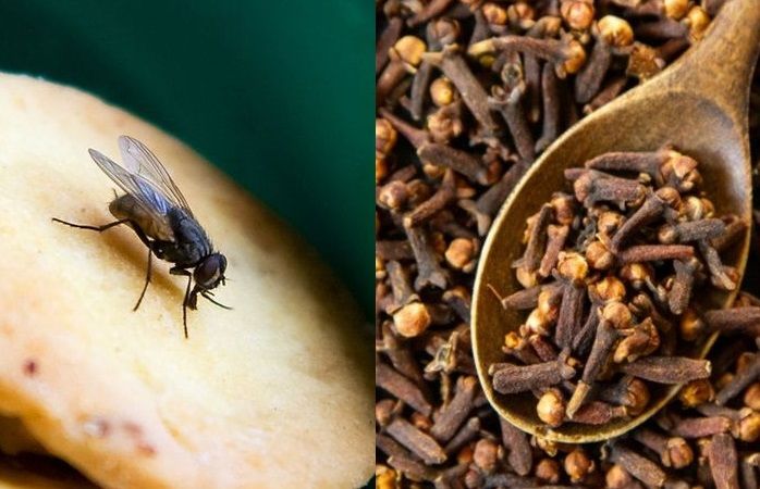 Cara mengusir lalat obat tradisional
