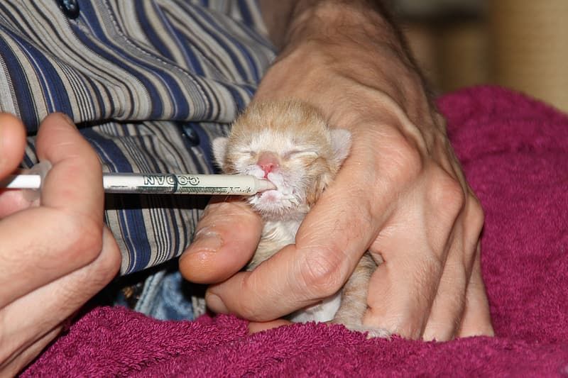 Cara Merawat Anak Kucing yang Tidak Punya Induk, Tidak Boleh 