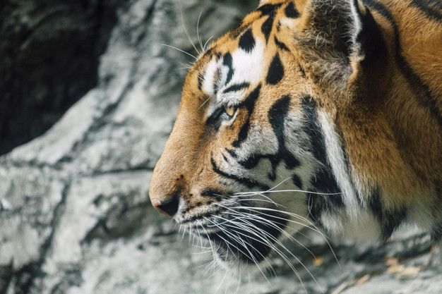 Arti Mimpi Dikejar Harimau Yang Punya Makna Bak Pedang Bermata Dua Pertanda Bakal Dapat Rezeki Nomplok Sekaligus Kejahatan Mengintai Arti Mimpi Dikejar Harimau Yang Punya Makna Bak Pedang Bermata Dua Pertanda Bakal Dapat Rezeki Nomplok Sekaligus Kejahatan Mengintai