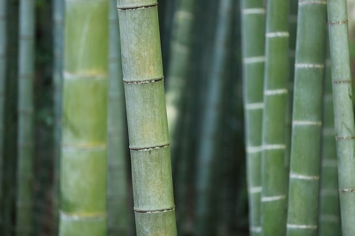 Contoh Cara Tumbuhan Berkembang Biak Dengan Tunas Ternyata Ada Tunas Yang Bisa Dimakan Manusia Semua Halaman Fotokita