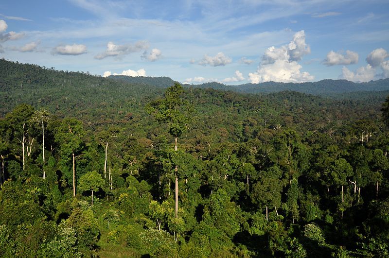 Hutan Jadi Rumah Bagi Flora Dan Fauna Ini Dia 5 Jenis Hutan Di Dunia Semua Halaman Bobo