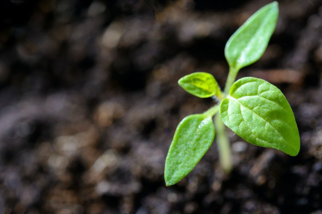 Perkembangbiakan vegetatif pada tumbuhan terjadi tanpa melibatkan proses