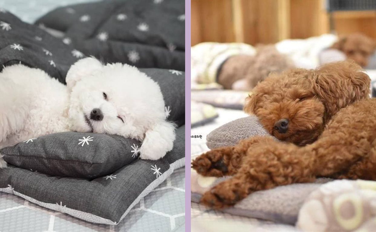 Bikin Gemas Enggak Cuma Dilatih Tk Khusus Anak Anjing Ini Juga Punya Jadwal Tidur Siang Bersama Semua Halaman Kids