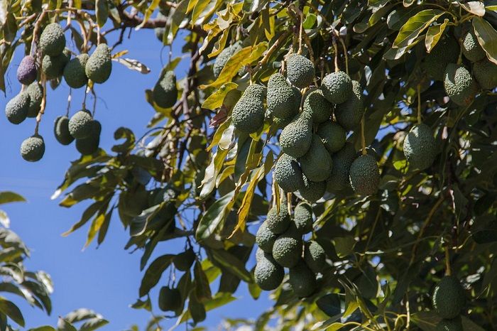 Rambutan Berkembang  Biak  Dengan Cara  Besar