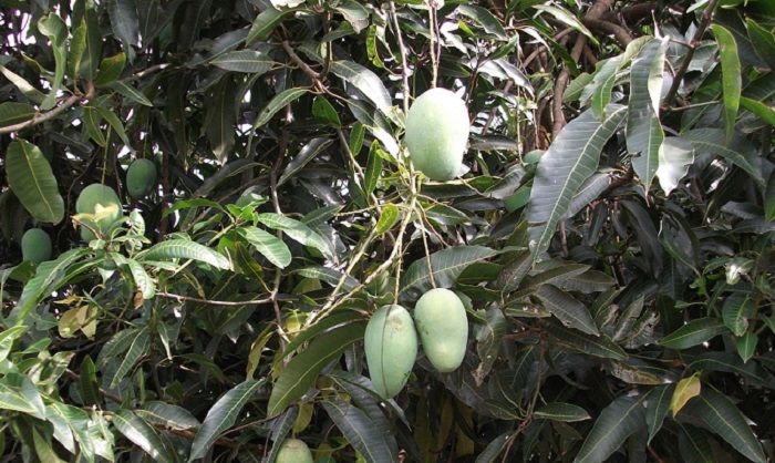 Perkembangbiakan dengan cara menanam potongan bagian tumbuhan seperti batang daun dan tangkai disebu