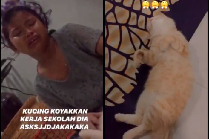 Pr 3 Halamannya Disobek Kocheng Oren Bocah Ini Meracau Di Depan Kucingnya Yang Santai Rebahan Tanpa Dosa Sang Ibu Gimana Mau Menolong Semua Halaman Grid Hot