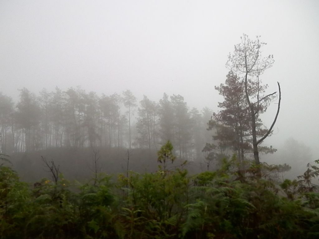 Apa yang Menyebabkan Kabut dan Mengapa Kabut di Kota Besar Lebih Tebal?
