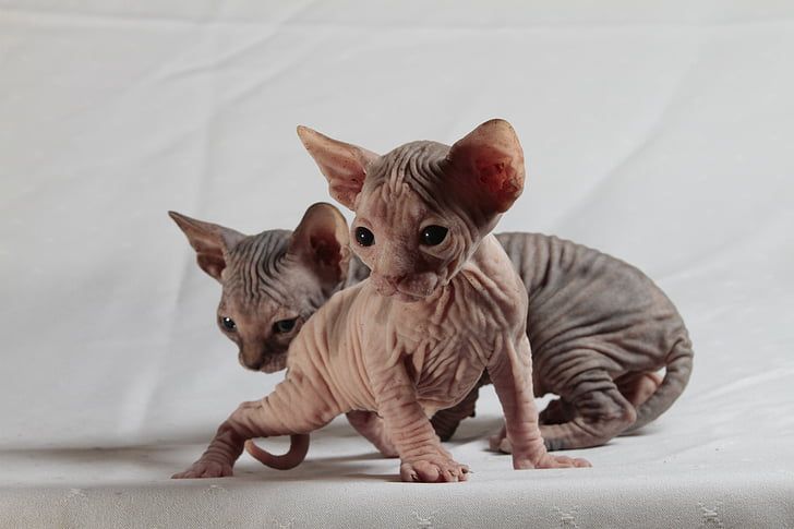 Bukan Hanya Sphynx Ini Dia Jenis Jenis Kucing Yang Tidak Punya Bulu Ada Yang Berkaki Pendek Bobo