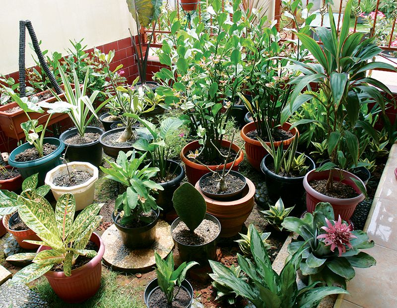Cara Membuat Taman di Lahan Terbatas, Cukup Memadukan Kumpulan Tanaman di  Dalam Pot!