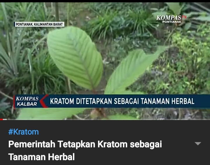 Ketum ubat covid bunga Korupsi Dana