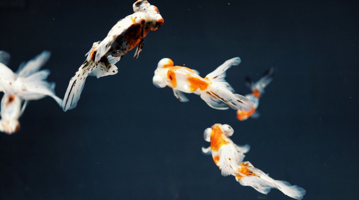 103+ Fisiologi Ikan Air Laut Gratis Terbaru