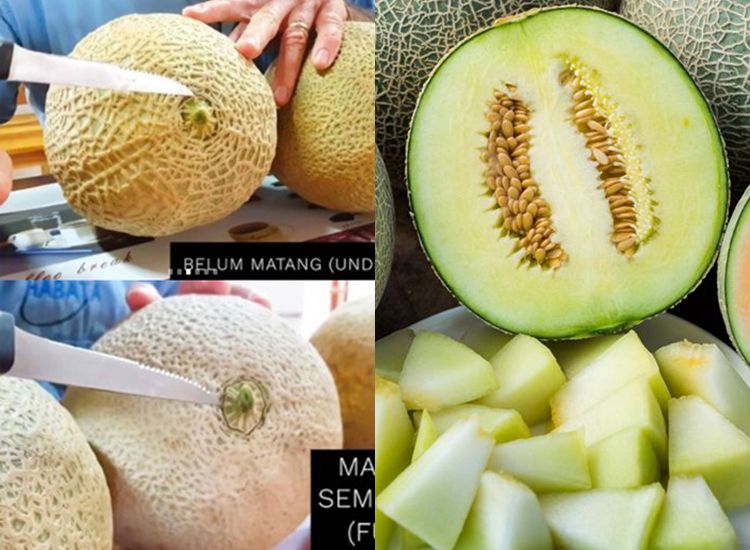 Cara Memilih Melon Yang Paling Manis Berair Dan Pas Matangnya Cuma Perlu Lihat Satu Bagian Ini Saja Semua Halaman Sajian Sedap