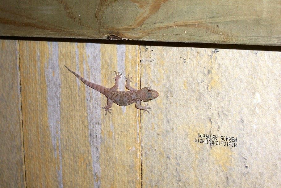 Masih Sering Membiarkan Cicak Berkeliaran di Rumah? Waspada Risiko yang