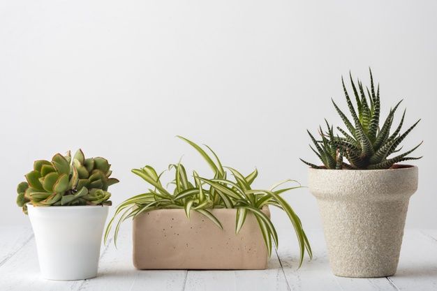 Punya Anabul Di Rumah Yuk Cari Tahu Tanaman Hias Yang Tidak Berbahaya Sebelum Beli Untuk Koleksi Semua Halaman Nakita