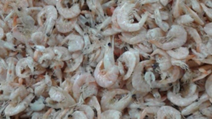 Arti Mimpi Panen Banyak Udang Pertanda Ada Anugerah Dari Tuhan,  Keberuntungan Ini Yang Akan Terjadi