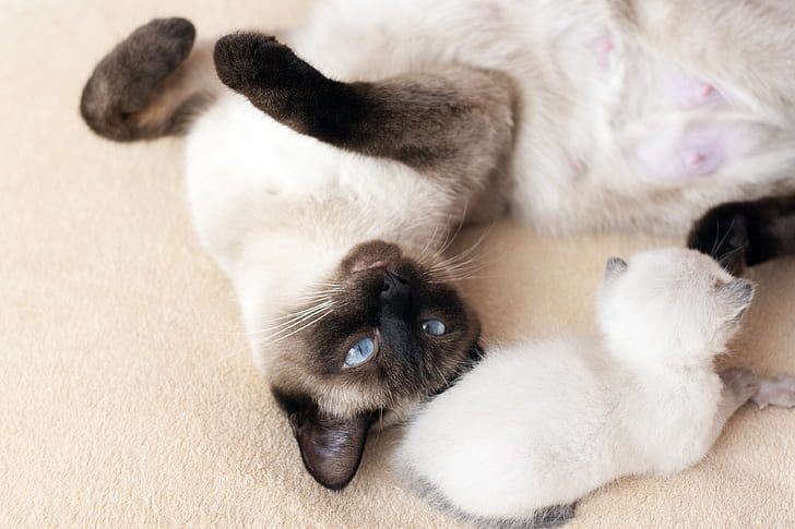 Ternyata Ada Maksud Di Balik Kebiasaan Kucing Yang Suka Menempelkan Kepala Ke Kaki Manusia Dan Kucing Lain Semua Halaman Kids