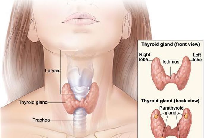 Gejala tiroid terlalu aktif