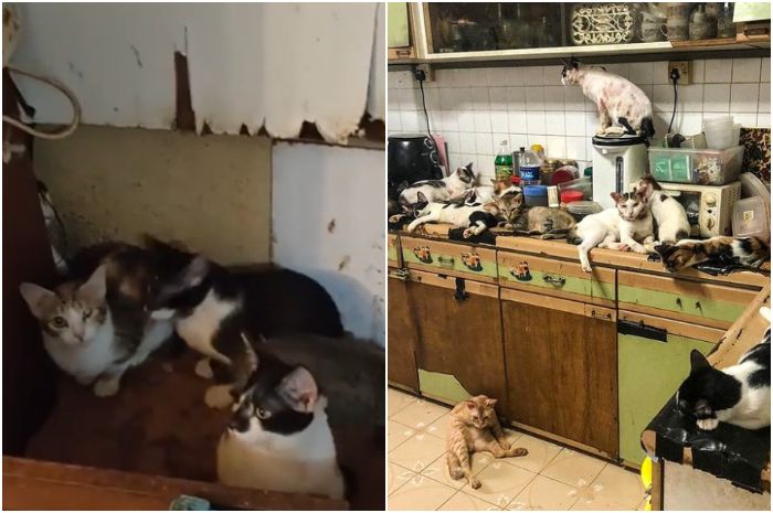 Pemilik Sudah Angkat Tangan Puluhan Kucing Terus Berkembang Biak Hingga Hidup Berjubel Di Sebuah Apartemen Sempit Dibiarkan Kelaparan Dan Memangsa Satu Sama Lain Untuk Bertahan Hidup Semua Halaman Pop Grid Id
