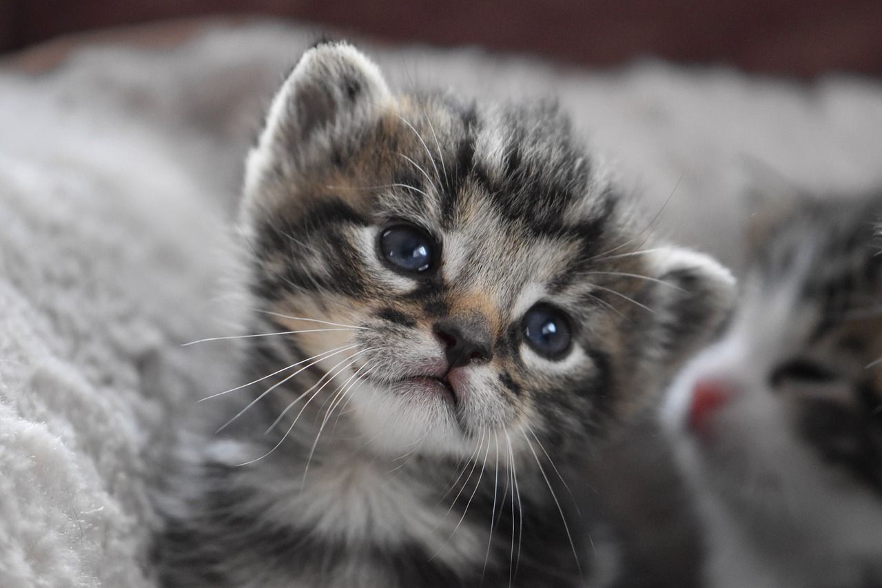 Kapan anak kucing boleh dimandikan