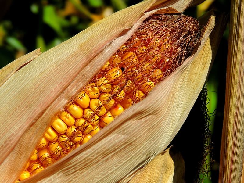 Stop Buang Rambut Jagung, Ternyata Kaya Akan Manfaat! Salah Satunya