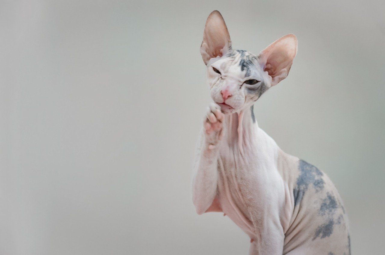 Bukannya Tanpa Bulu Sama Sekali Ternyata Kucing Sphynx Punya Bulu Di Bagian Ini Semua Halaman Kids