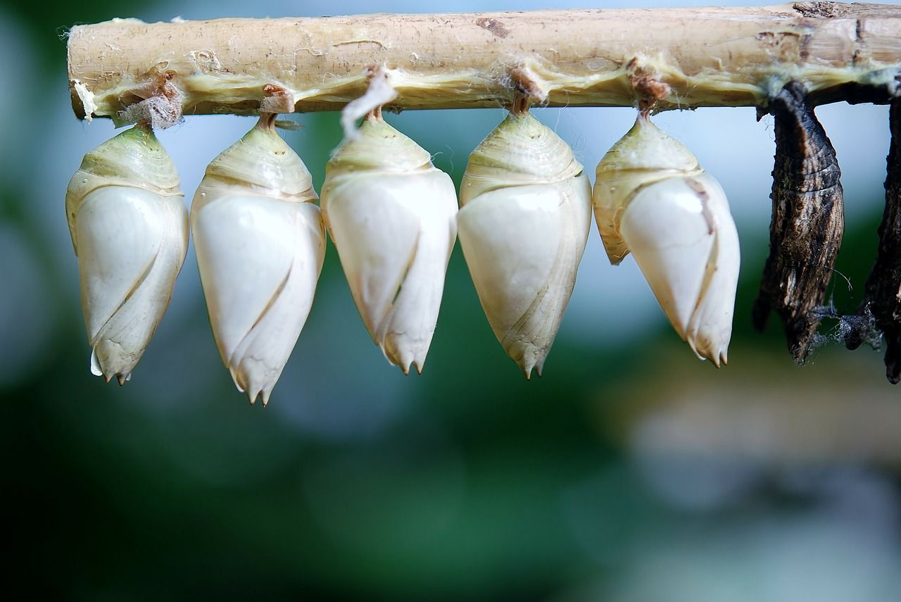 Perbedaan Metamorfosis Sempurna dan Tidak Sempurna Beserta ...