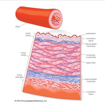 3 Macam Pembuluh Darah Arteri Vena Dan Kapiler Serta Fungsinya Semua Halaman Kids 3 Macam Pembuluh Darah Arteri Vena Dan Kapiler Serta Fungsinya Semua Halaman Kids