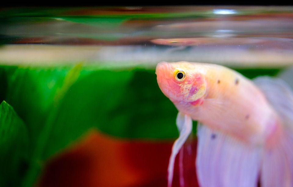 Perbedaan Peredaran Darah Hewan Penjelasan Sistem Peredaran Darah Ikan Amfibi Dan Serangga Semua Halaman Bobo