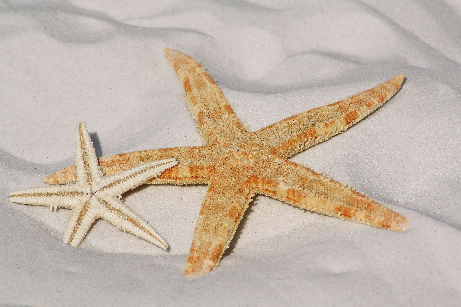 Bintang Laut