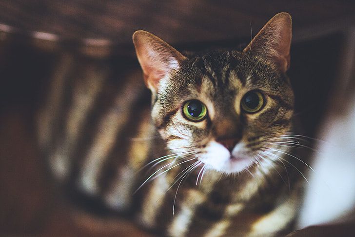 Tatapan Kucing Bisa Berarti MacamMacam, Inilah Arti Tatapan Mata Kucing