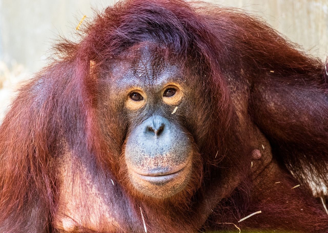 3 Jenis Pembagian Fauna Di Indonesia Beserta Wilayahnya Asiatis Peralihan Dan Australis Semua Halaman Bobo
