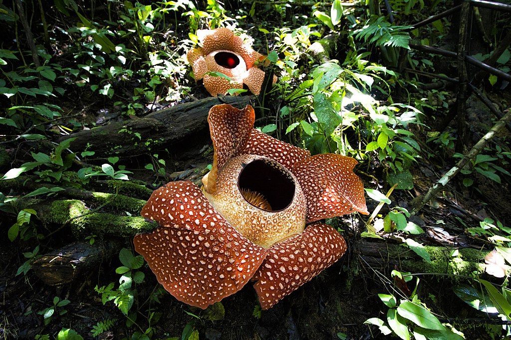 Flora berupa bunga bangkai atau rafflesia arnoldi ditemukan di benua asia yaitu di negara