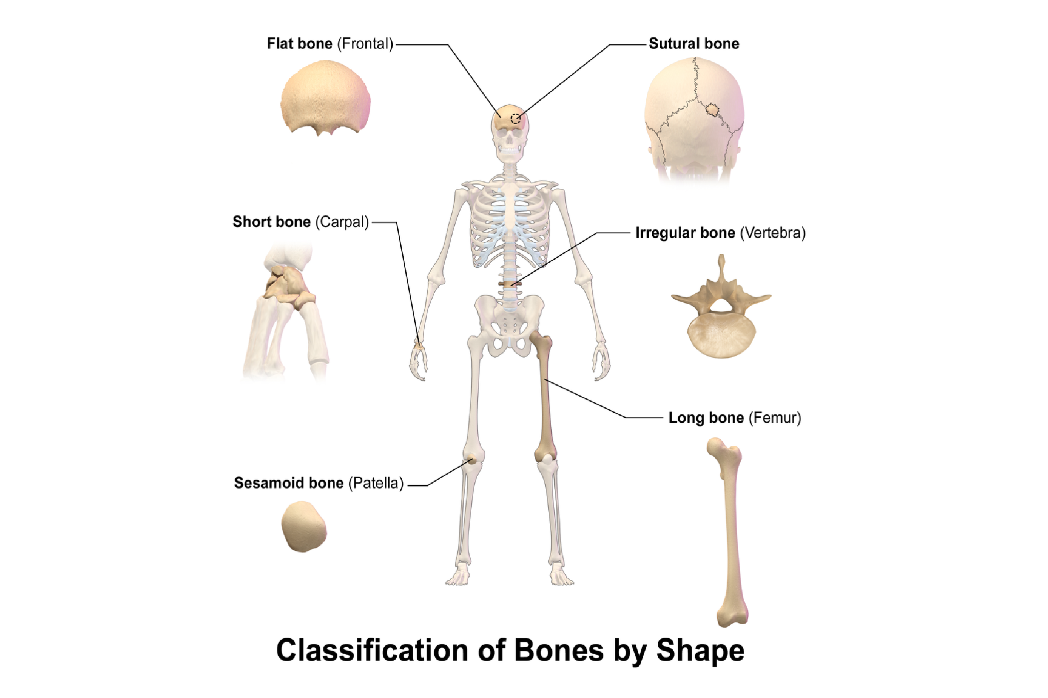 Berdasarkan bentuknya tulang dibagi menjadi tulang pipa tulang pipih dan tulang pendek tulang tulang