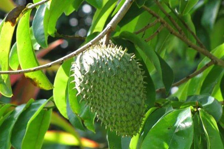 Rebus 10 Lembar Daun Sirsak Lalu Minum Airnya Di Sore Hari Bisa Berikan Manfaat Luar Biasa Gak Bakal Ada Yang Nyangka Semua Halaman Sajian Sedap