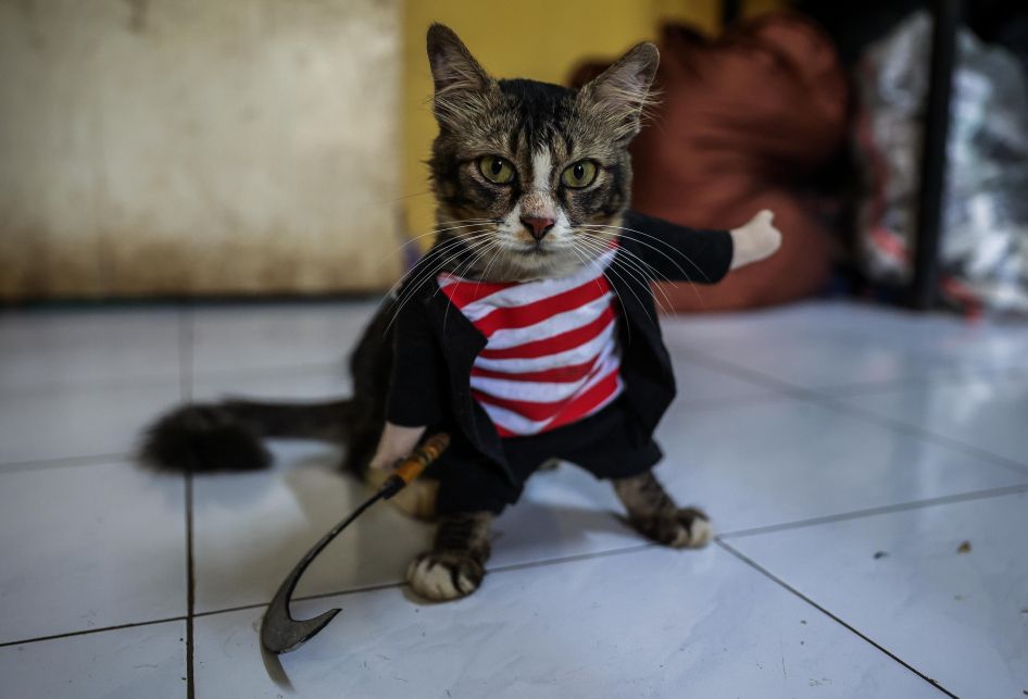 Gemasnya Kucing Kucing Yang Memakai Pakaian Seperti Manusia Ini Ada Yang Pakai Kostum Superhero Semua Halaman Bobo