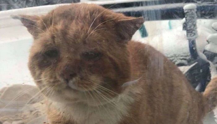 Seperti Meminta Pertolongan, Seekor Kucing 'Mengetuk' Pintu Rumah